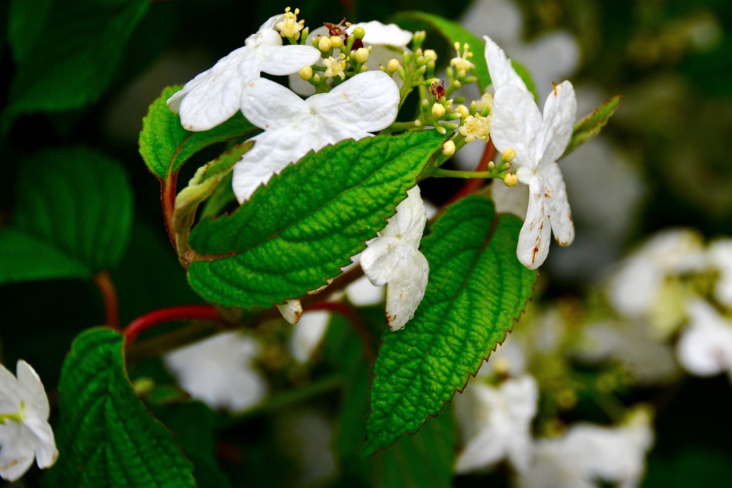 Japanese Snowball Blooms