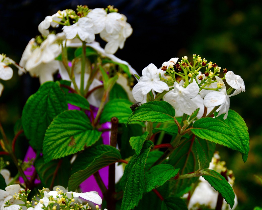 Springtime Beauties