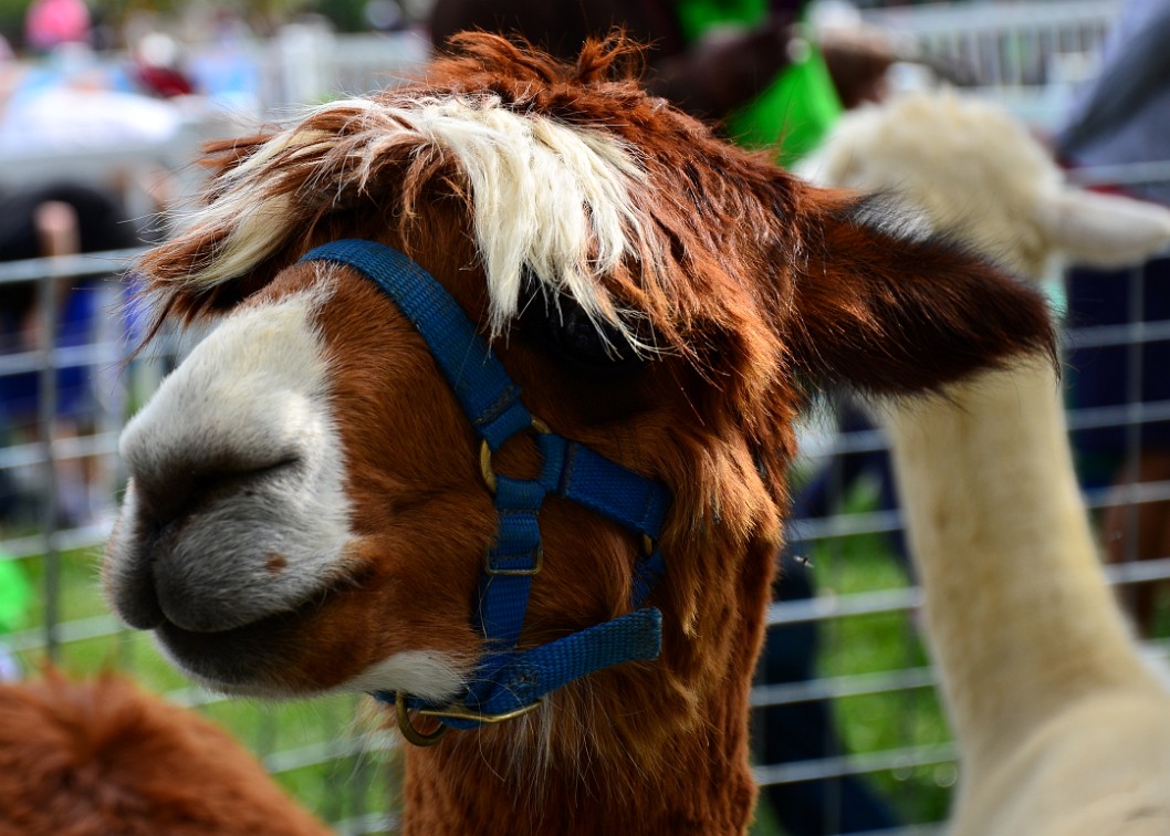 Brown Llama Face Brown Llama Face