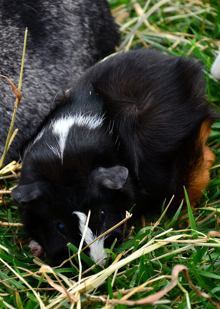 Shy Guinea Pig Shy Guinea Pig