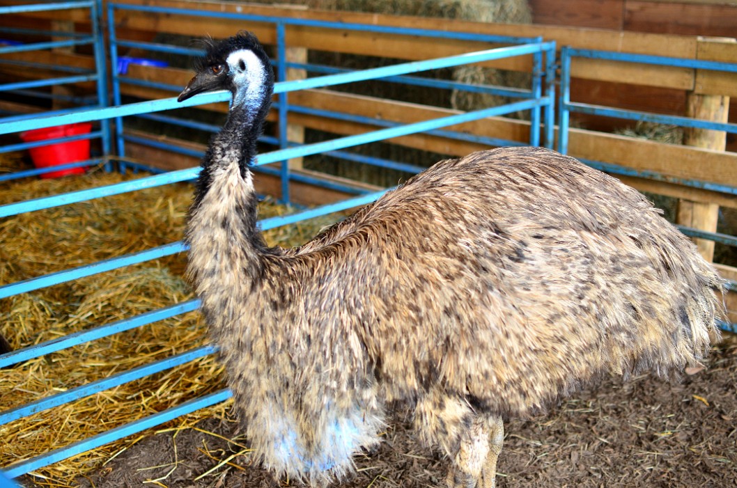 Emu Stare Emu Stare