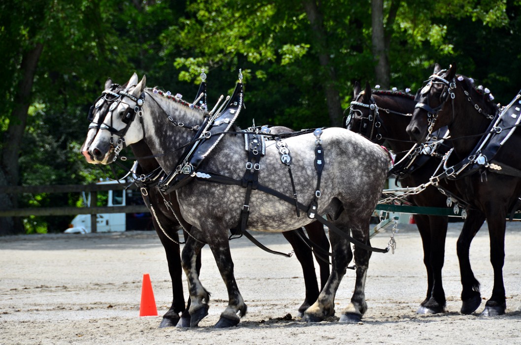 Speckled Grey and White