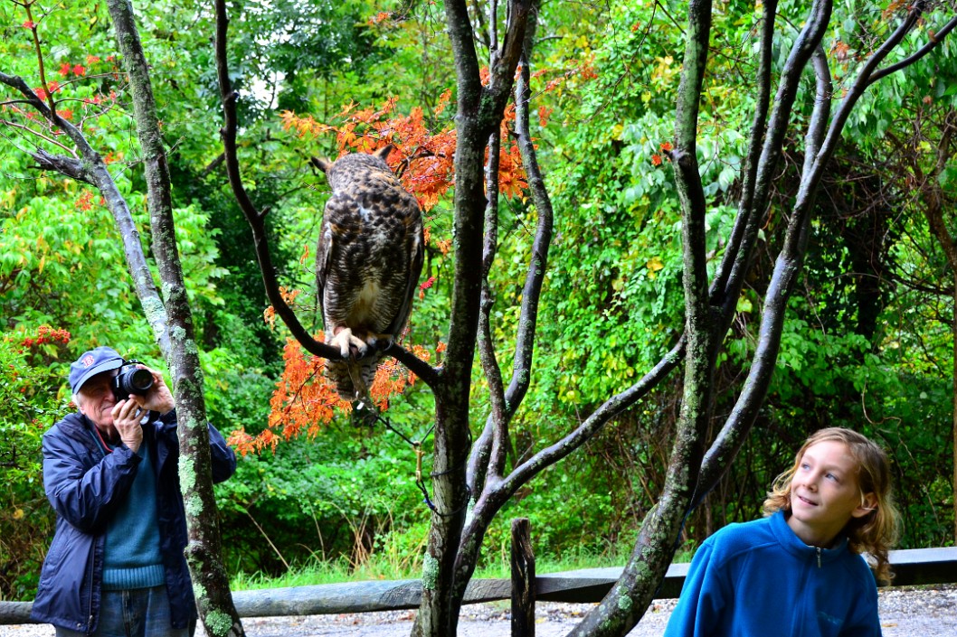 Eyeing the Owl Eyeing the Owl