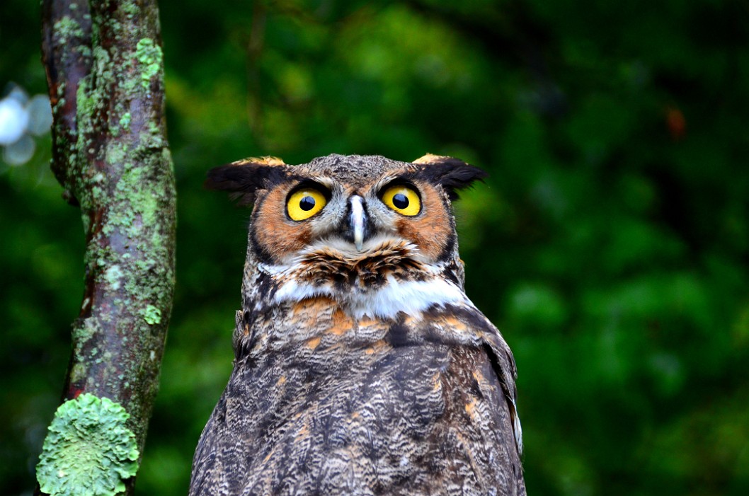 Superb Owl Superb Owl