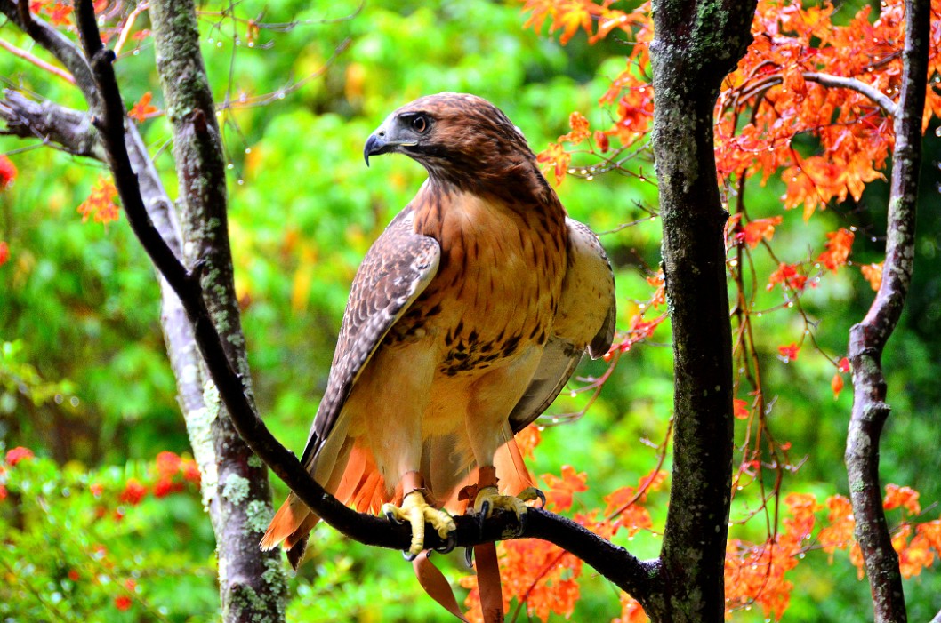 Among the Autumn Leaves Among the Autumn Leaves