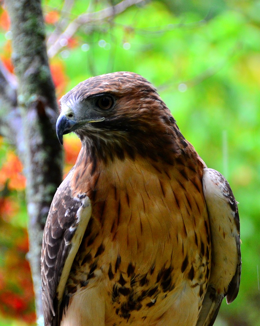 Curve of Feathers Curve of Feathers