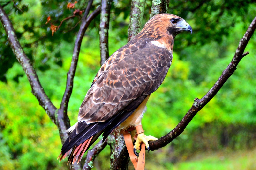 Red Tail Emerging Red Tail Emerging