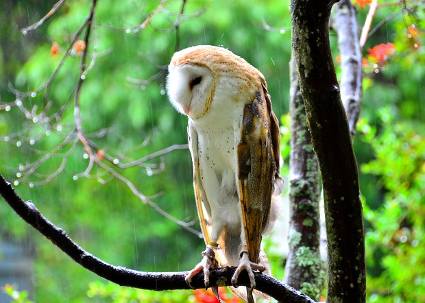 Barn Owl