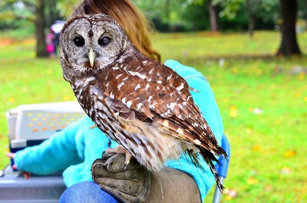 Barred Owl