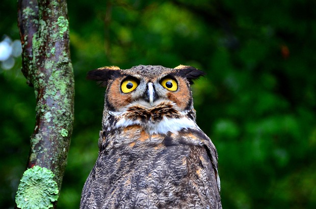 Horned Owl