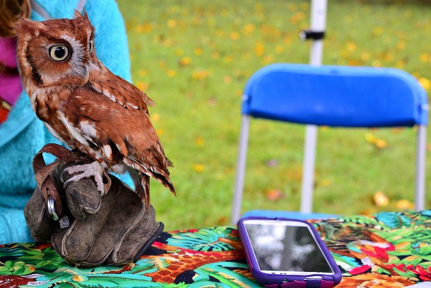 Screech Owl