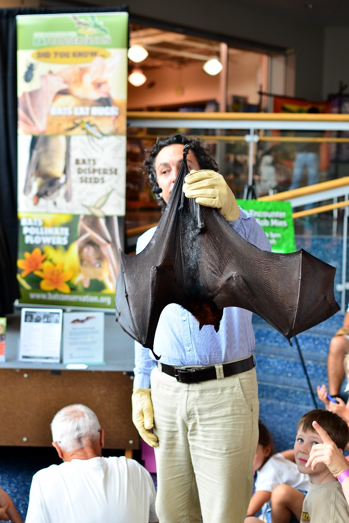 Flying Fox Bat, Wings Spread Flying Fox Bat, Wings Spread