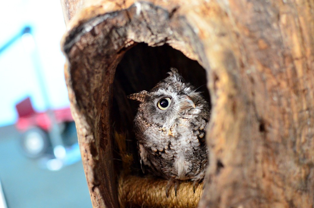 Little Screech Owl In a Hole Little Screech Owl In a Hole