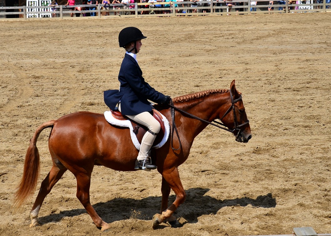 Well Groomed Horse Well Groomed Horse