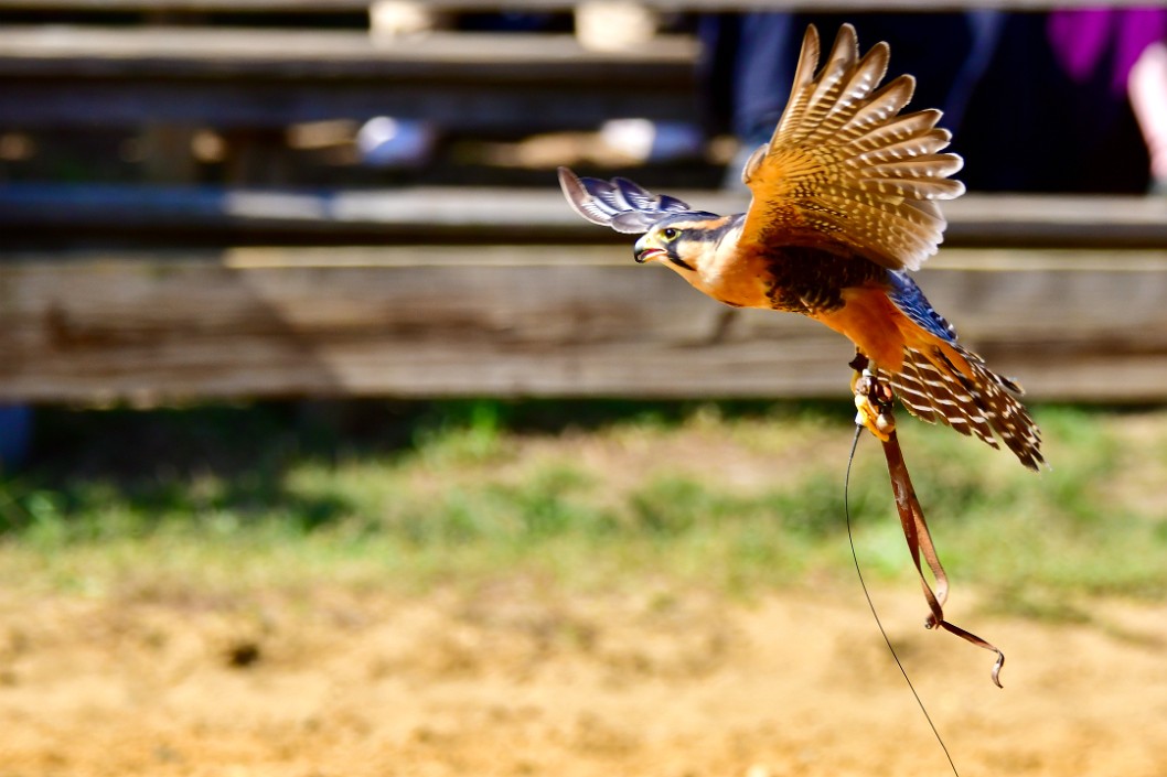 Aplomado Falcon on the Wing