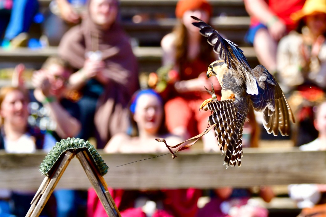 Falcon Returning 2