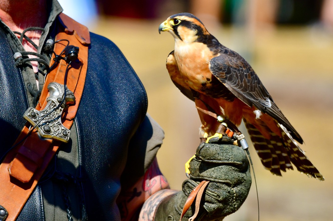 Falcon in Hand