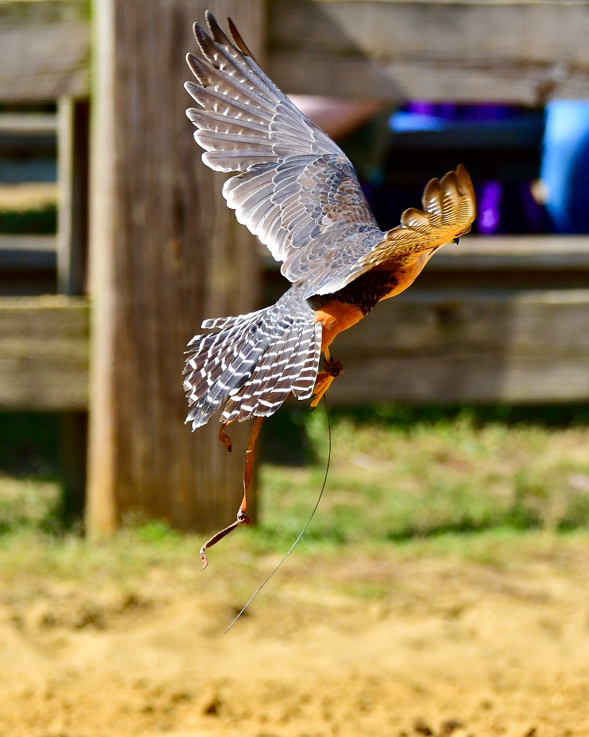 Feathers in the Sunlight