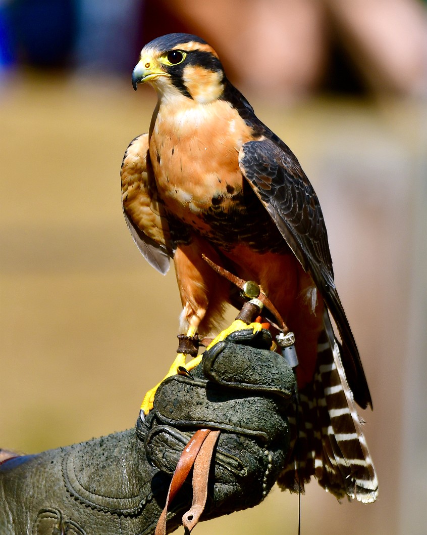 Flare the Aplomado Falcon in Hand