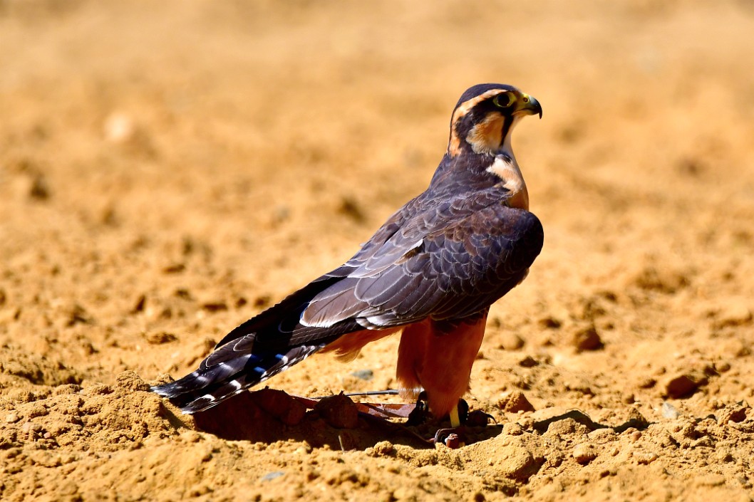 Regal Stance of a Falcon