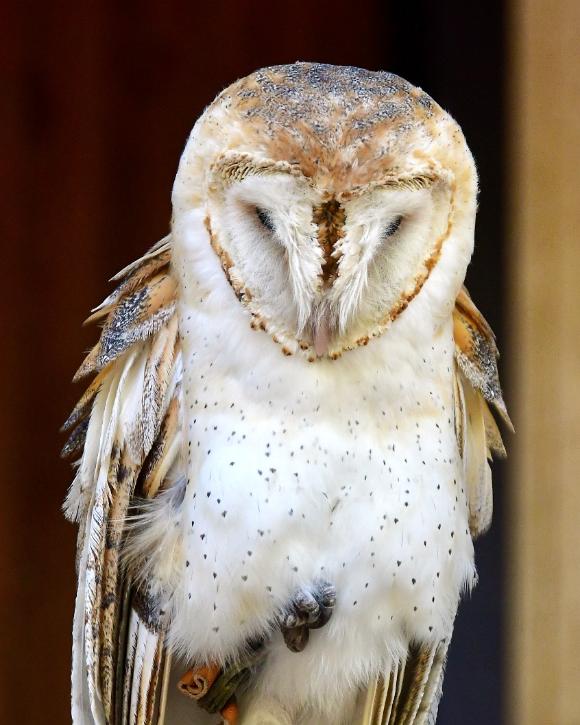 Feathered Face