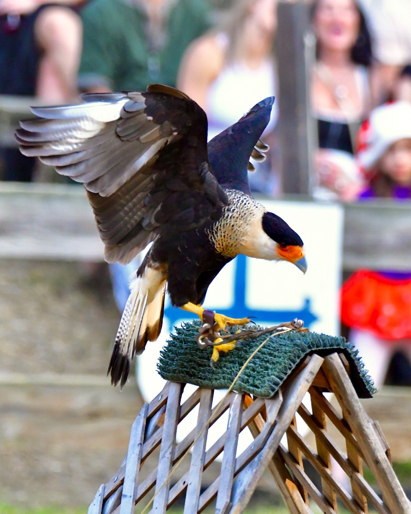 Balancing Atop the Perch