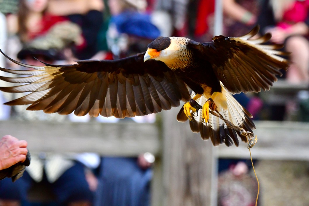 Caracara Returning