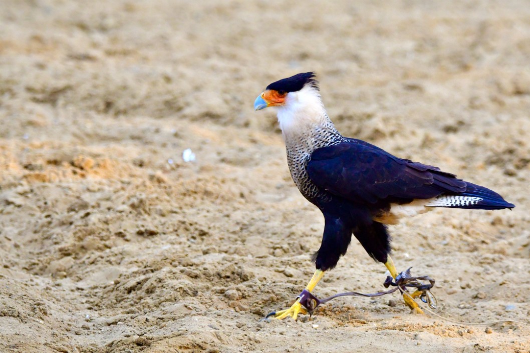 Strutting in the Sand