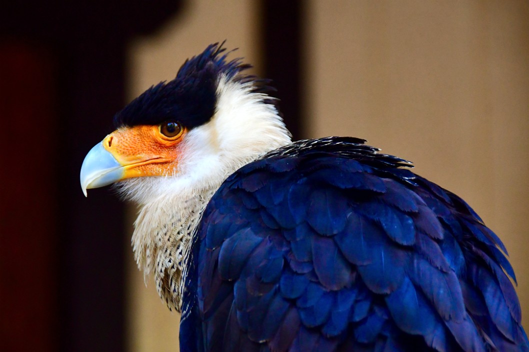 That Caracara Profile