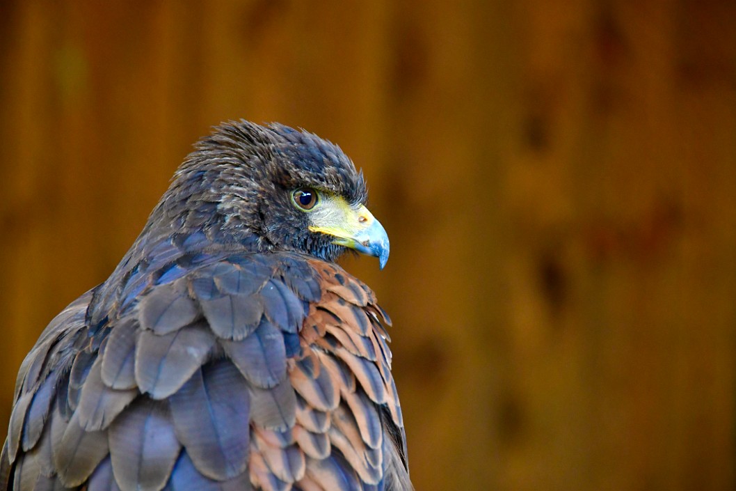 Turbo the Harriss Hawk