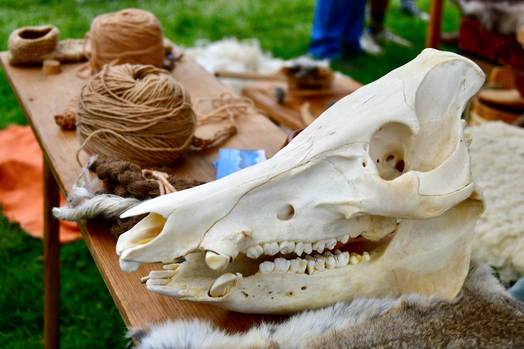 Skull on the Table