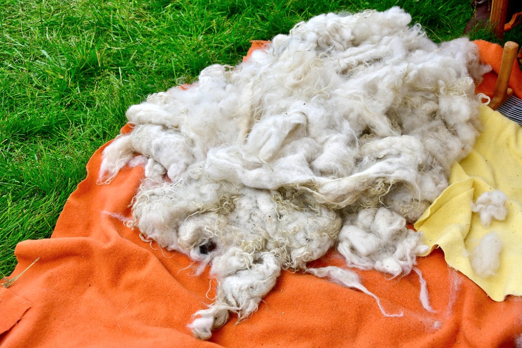 Wool Ready to be Processed