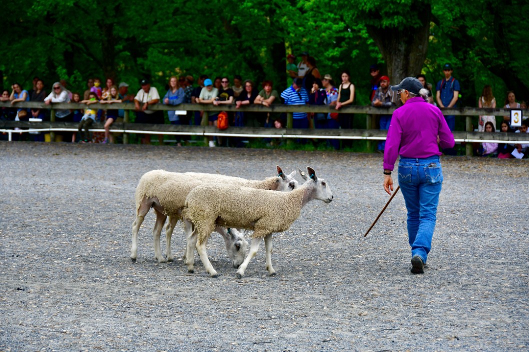 Follow the Leader