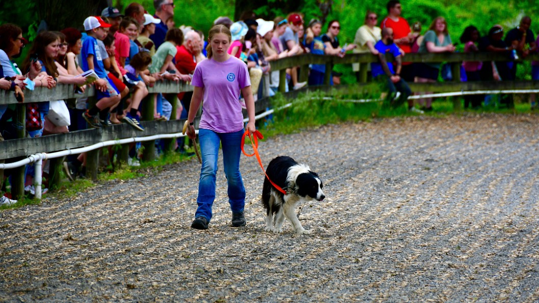 Leading the Dog