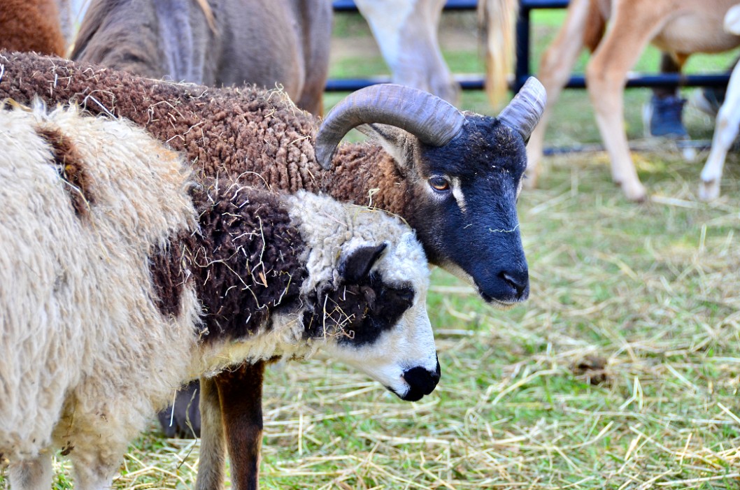 Soay Sheep Together