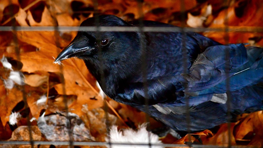 Happy Crow