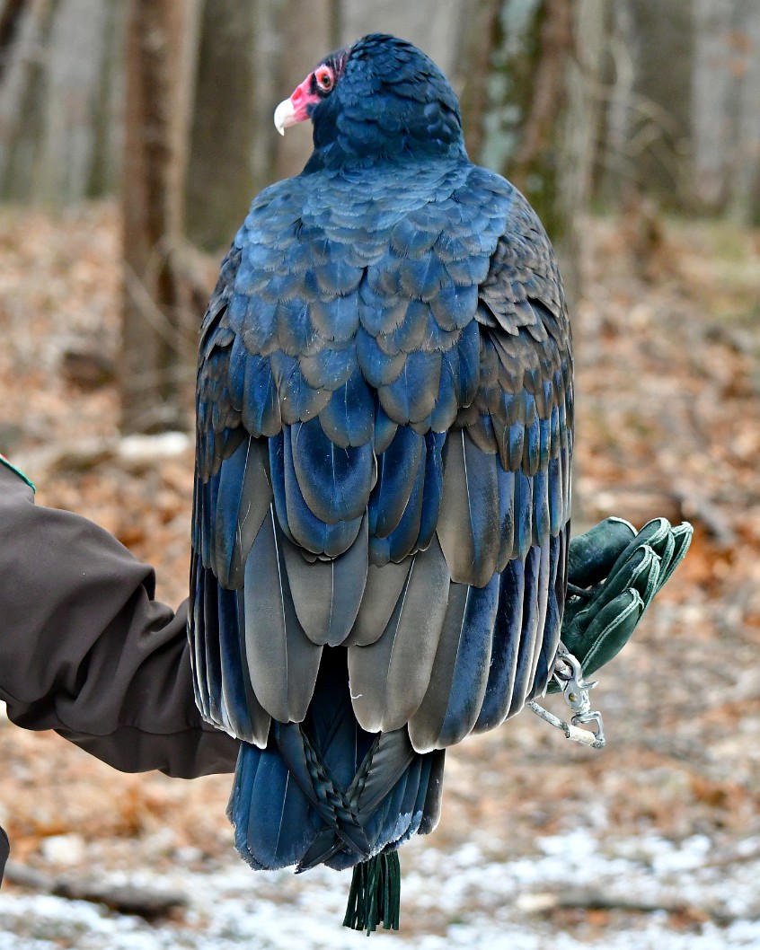 Cloak of Feathers