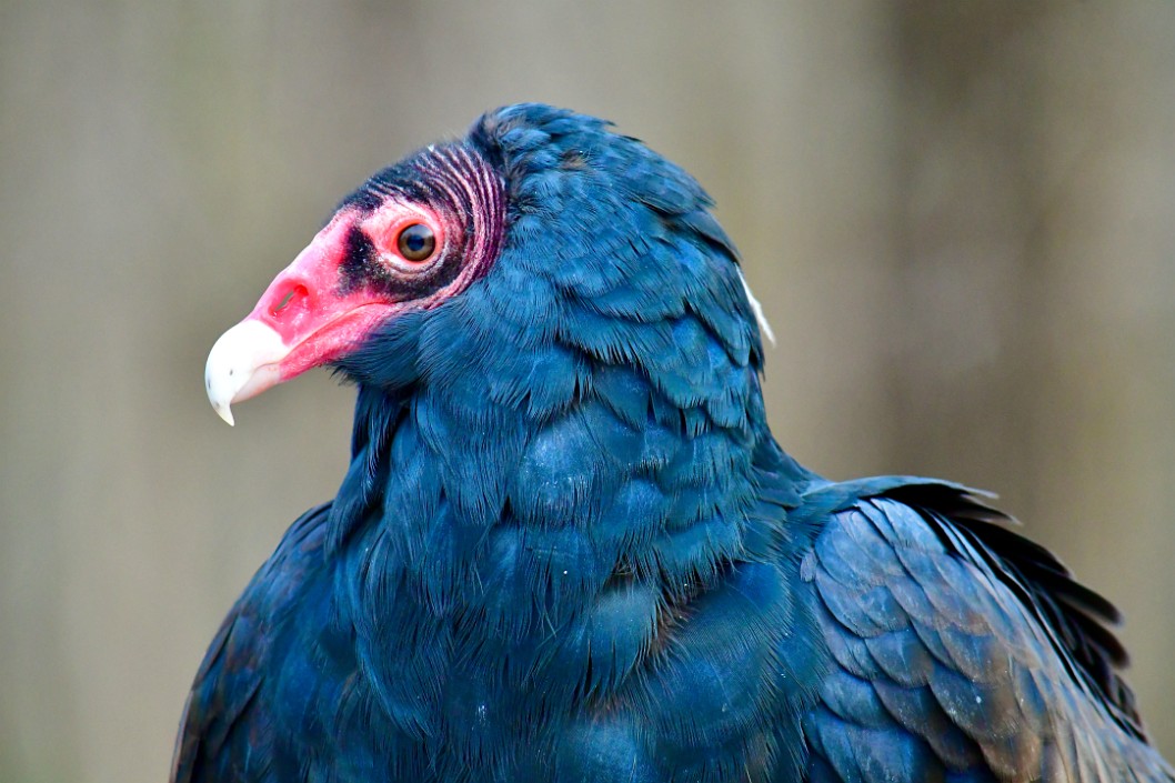 Turkey Vulture Profile