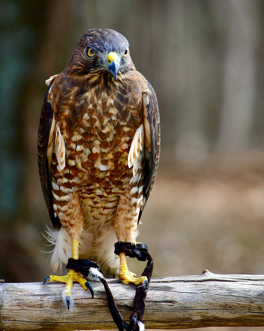 Broad-Winged Hawk Stillness