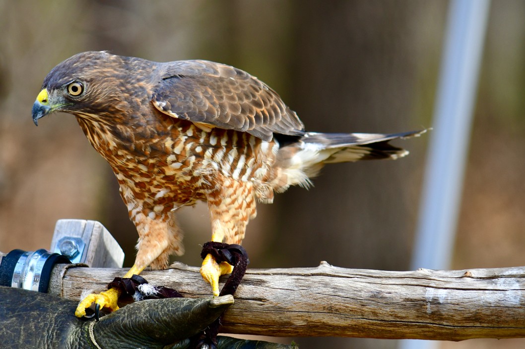 Observant Hawk