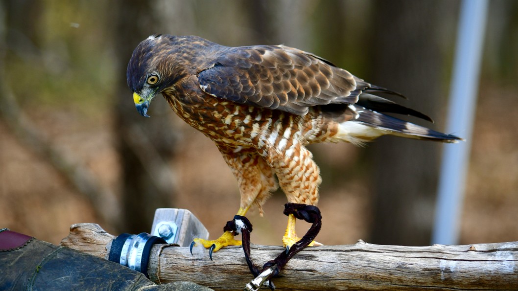 Tail Showing