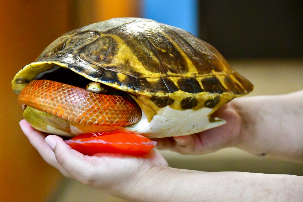 Corn Snake in a Turtle Shell Home