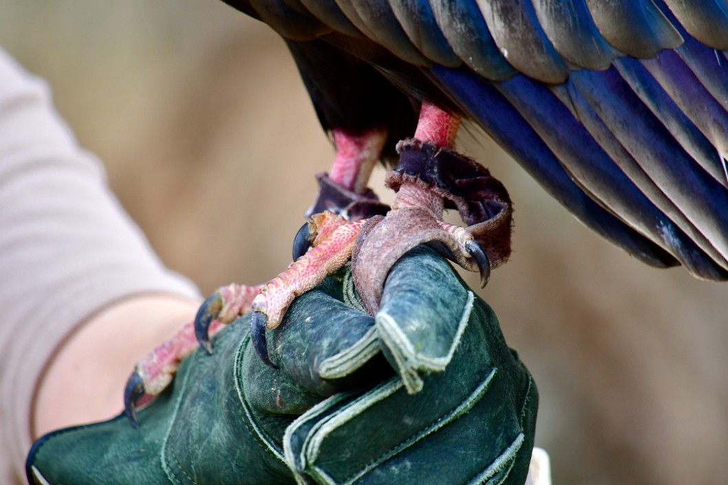 Gripping Talons