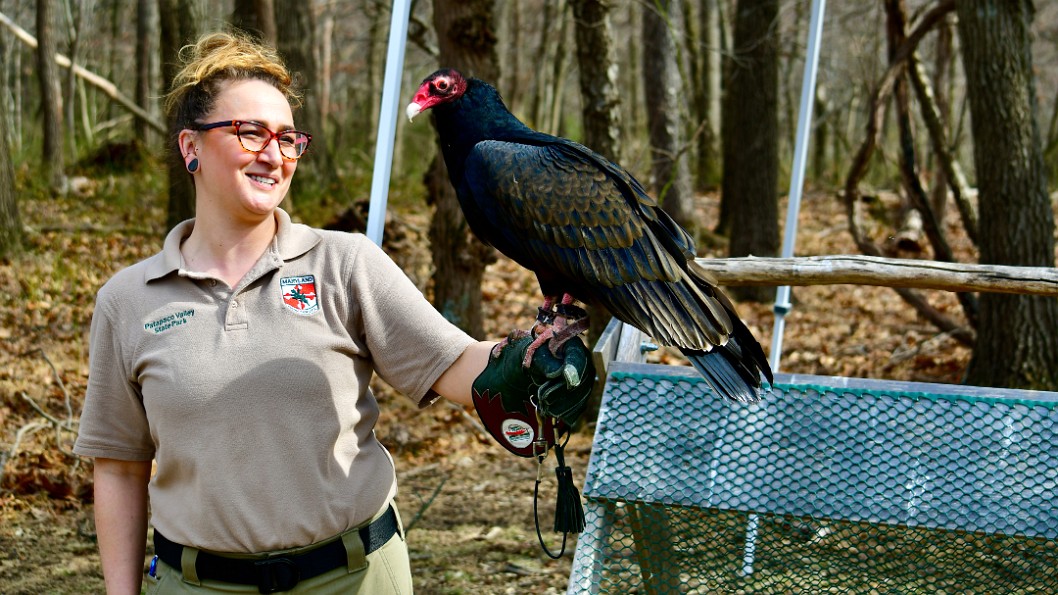 Naturalist Handling Her Female Turkey Vulture Friend