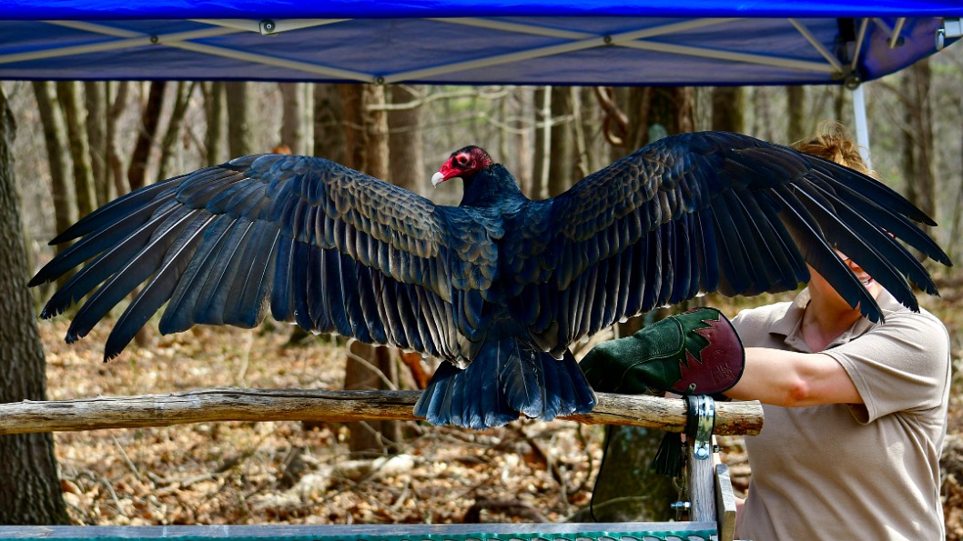 Turkey Vulture Wingspan