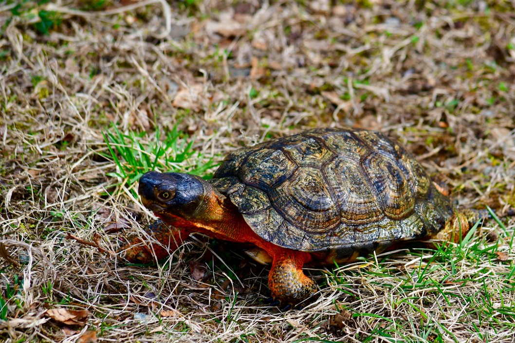 Exploring Wood Turtle