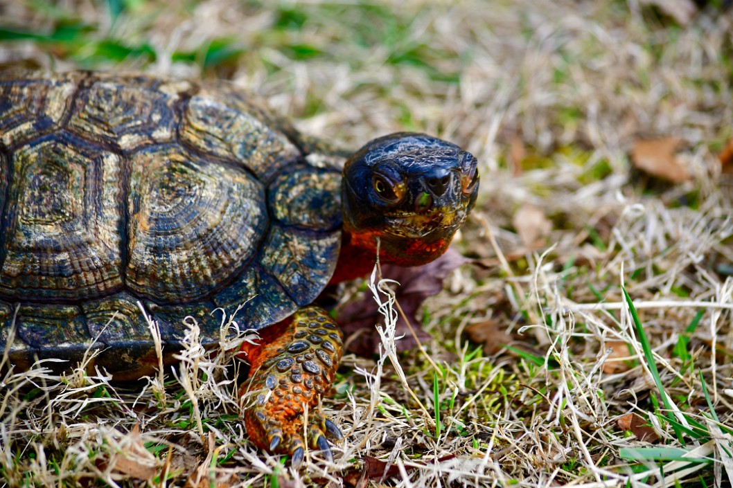 Turtle Stare