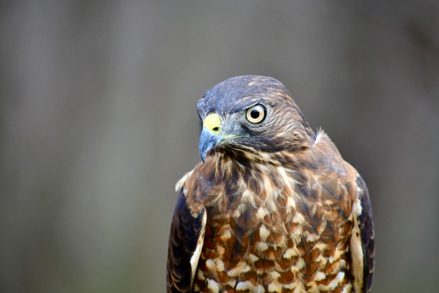 Broad-Winged Hawk