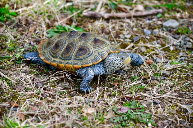 Diamondback Terrapin