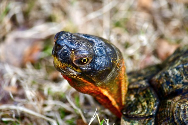 Wood Turtle